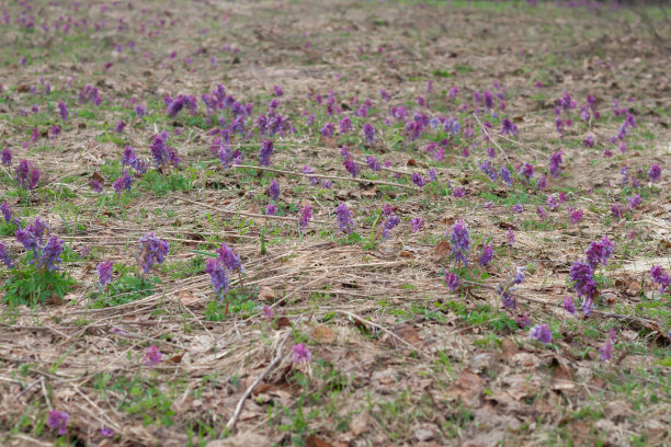 corydalis