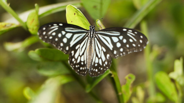 danaus
