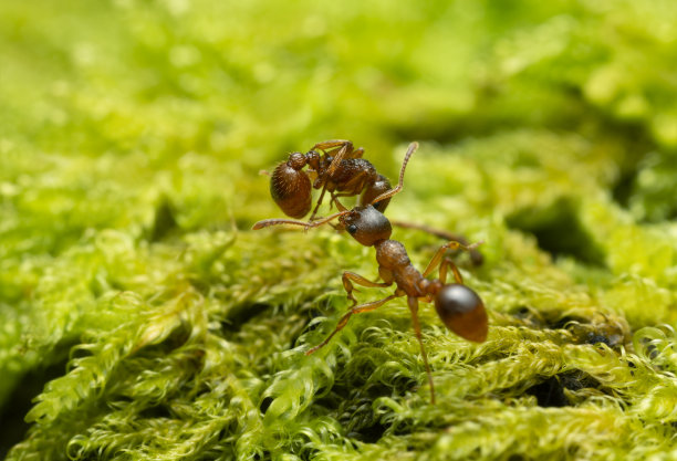 arthropod