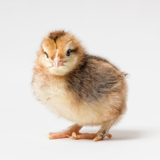 cock