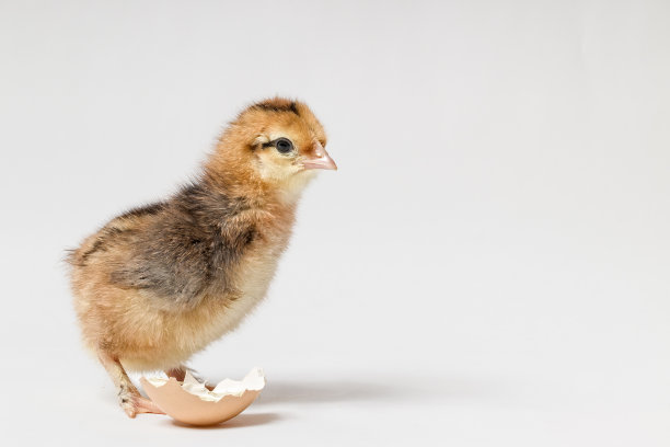 cock