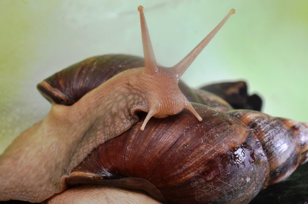 gastropod