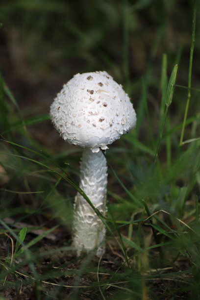 agaric