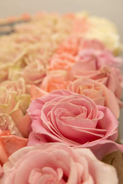 浪漫粉红玫瑰装饰墙画