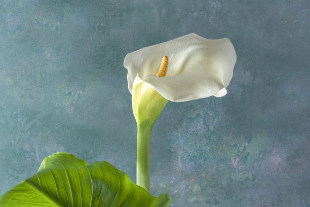 calla