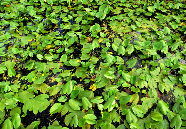 fen