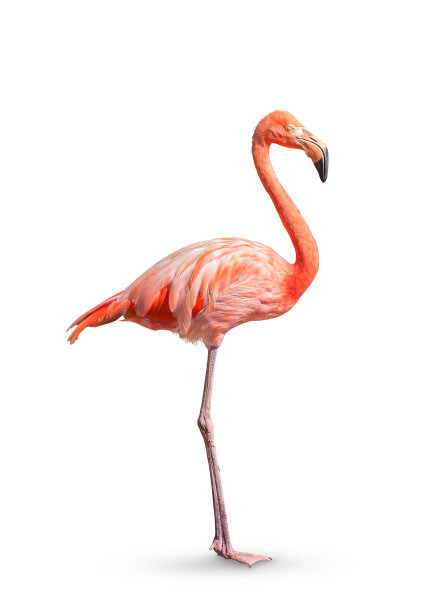 ins