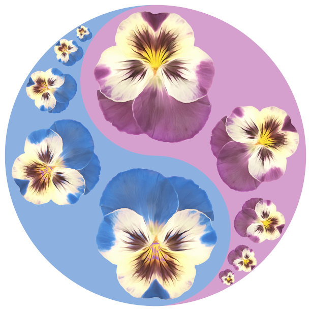 pansy