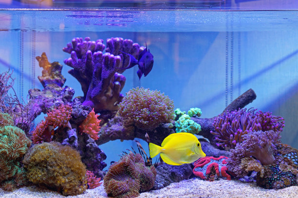 aquarium