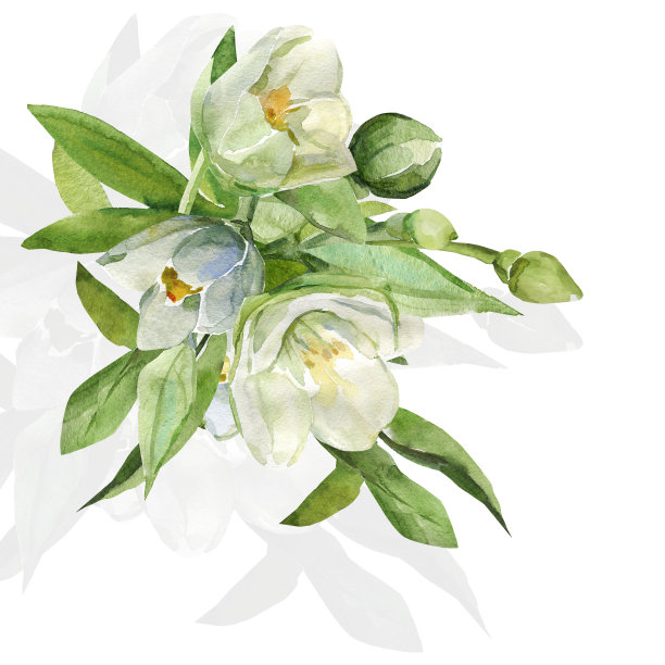 jasmine