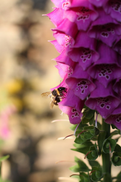 digitalis