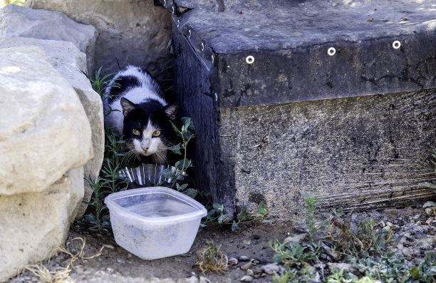stray
