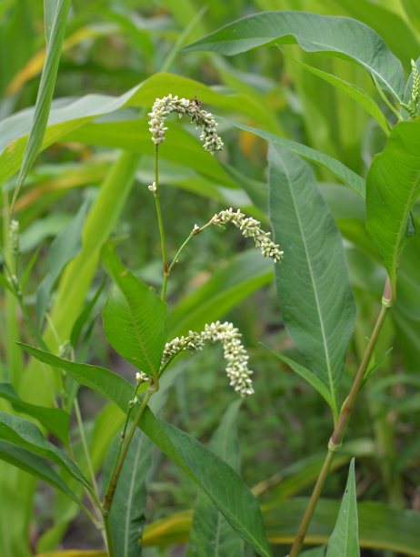 polygonum