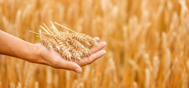 triticum