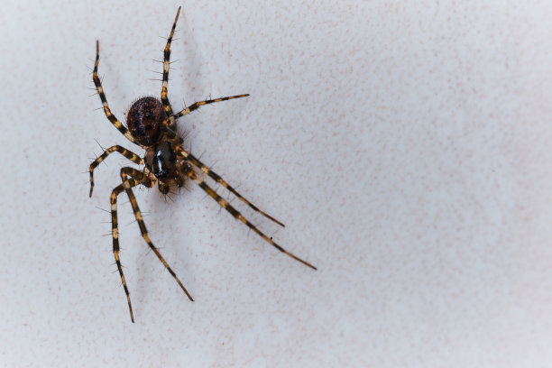 araneae