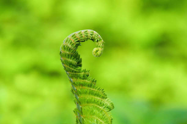 fiddlehead