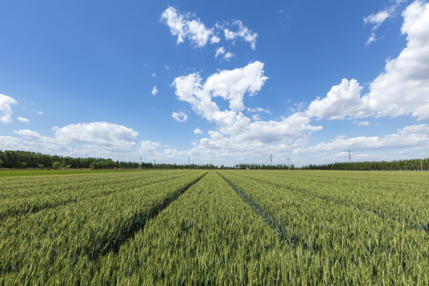 triticum