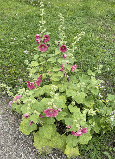stockrose