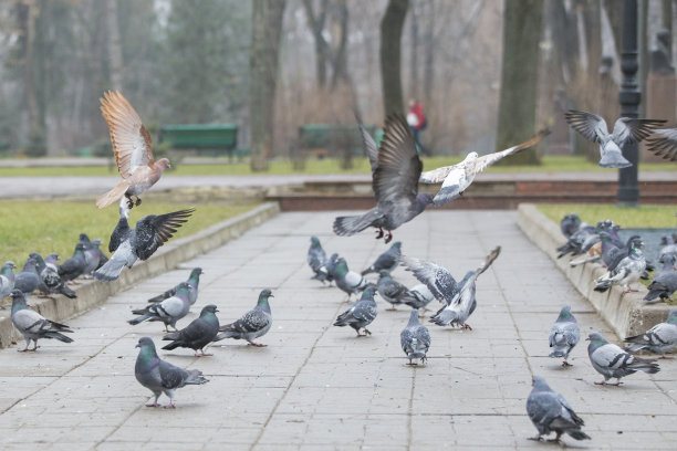 pigeon