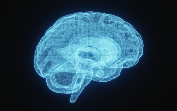 cerebrum
