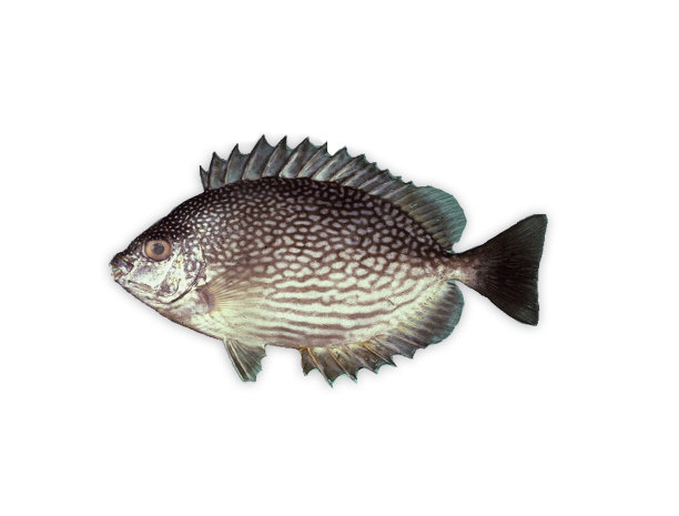 rabbitfish