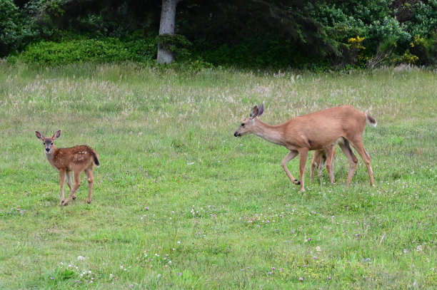 doe