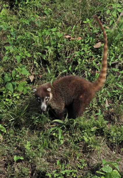 coatimundi