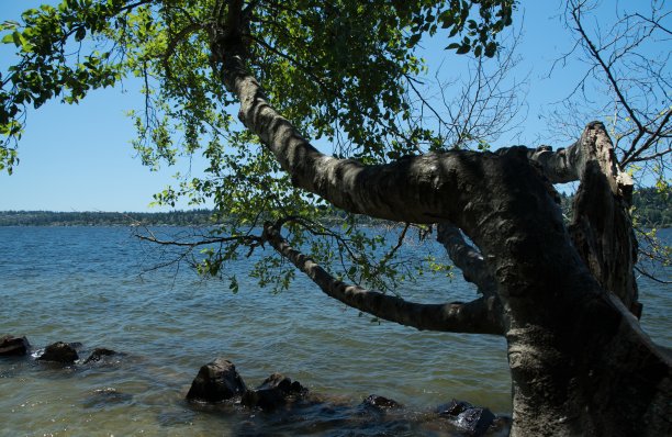 kirkland