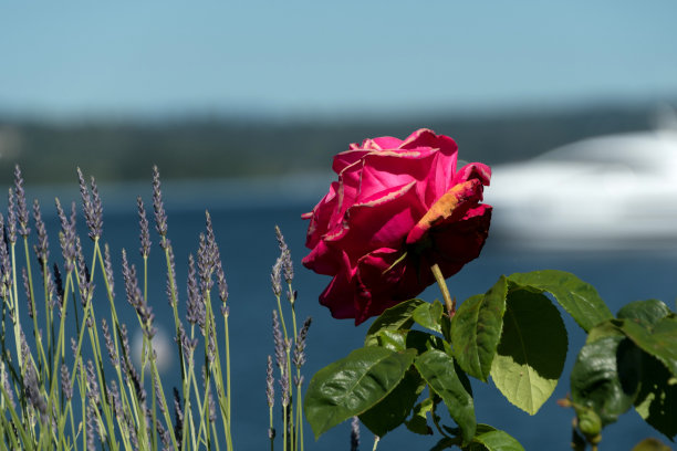 kirkland