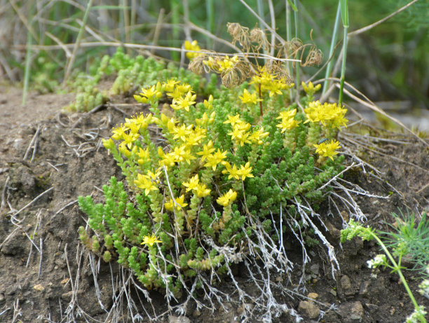 sedum