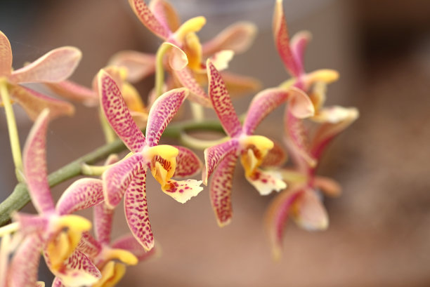 cymbidium