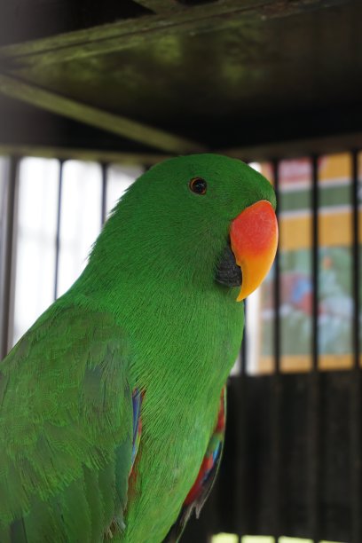 eclectus