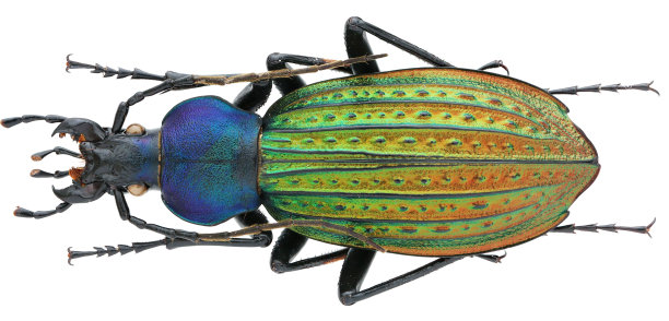 beetles