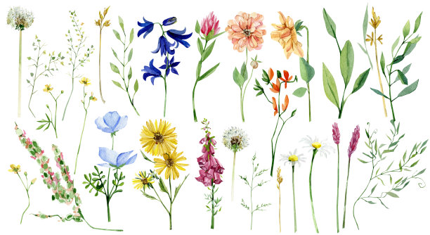 wildflowers