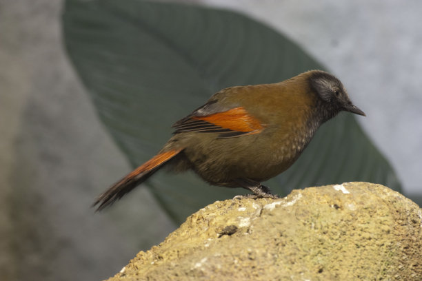 laughingthrush