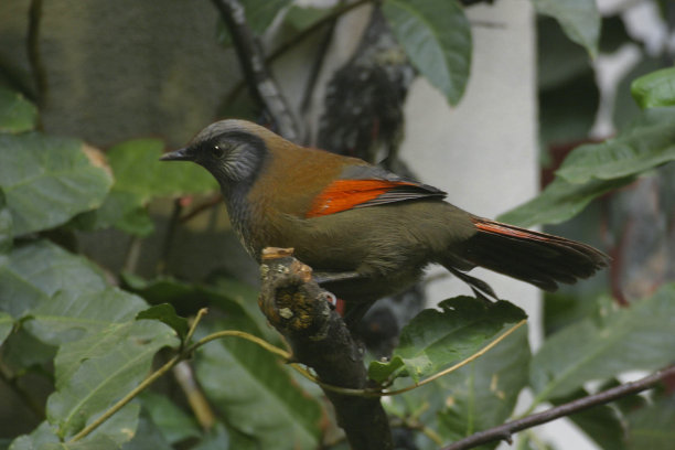 laughingthrush