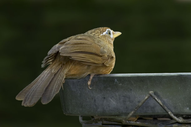 laughingthrush