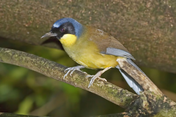 laughingthrush