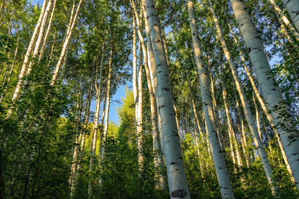 aspen