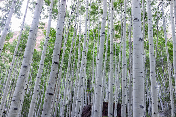 aspen