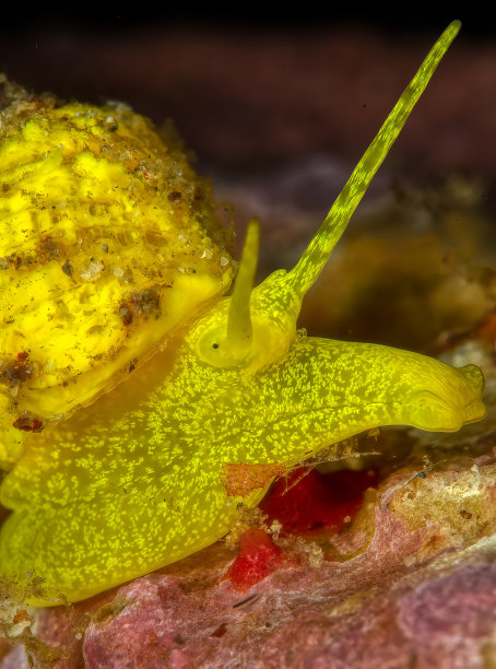 mollusk