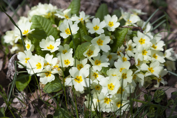 primula