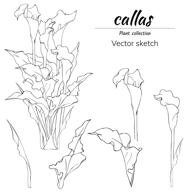 calla