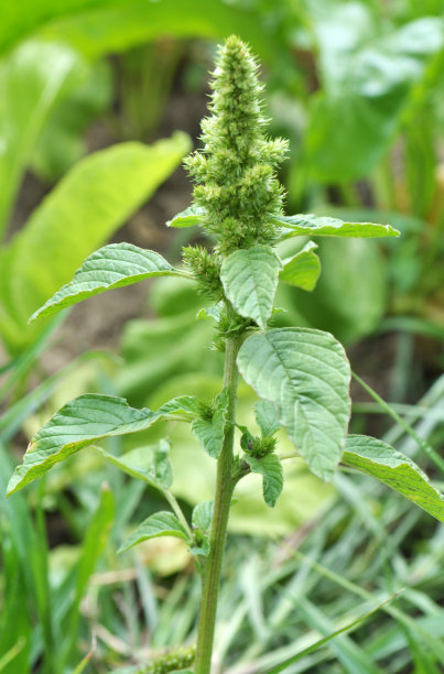 gomphrena