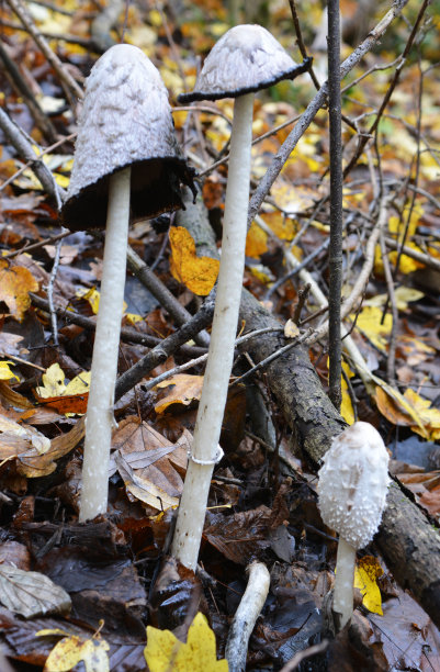 coprinus
