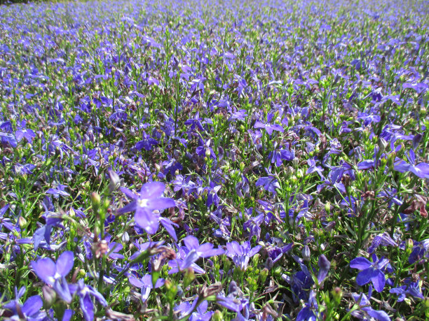 lobelia