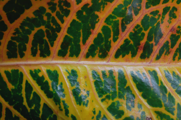 codiaeum