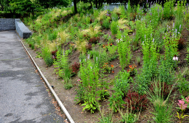 filipendula