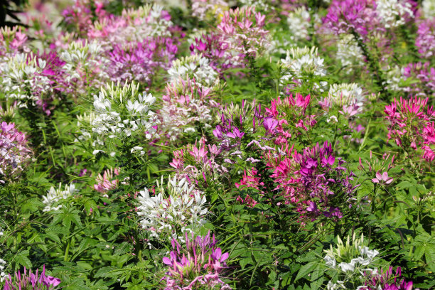 cleome