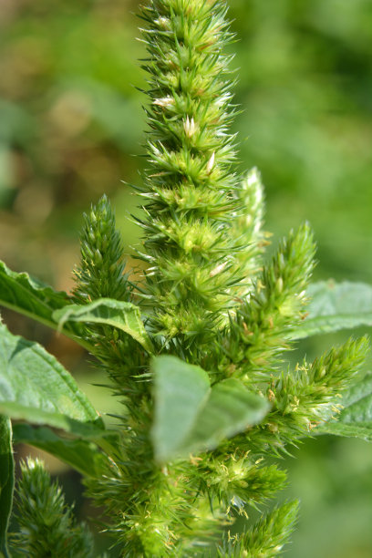 gomphrena
